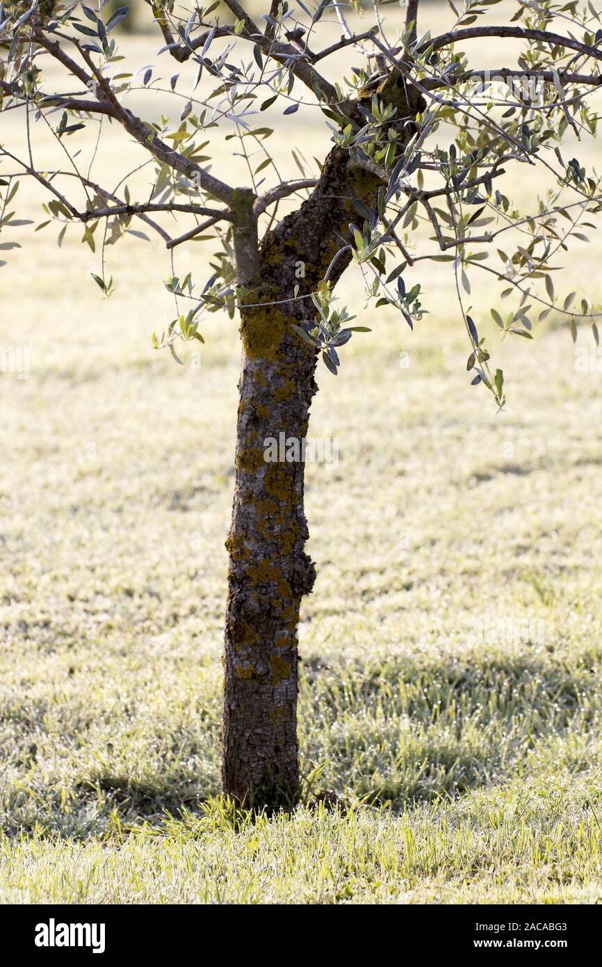 Piccolo albero di olivo Foto Stock