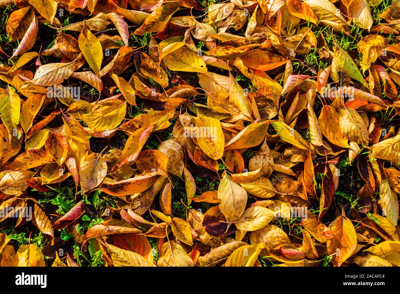 Foglie di autunno. Foto Stock