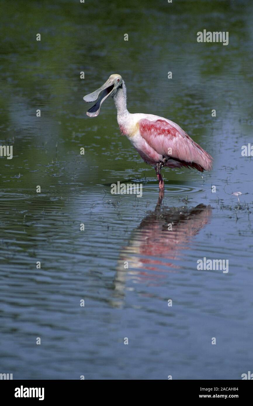 Ajaja ajaja, Roseate Spoonbill, Everglades National Park, Florida, Stati Uniti d'America Foto Stock