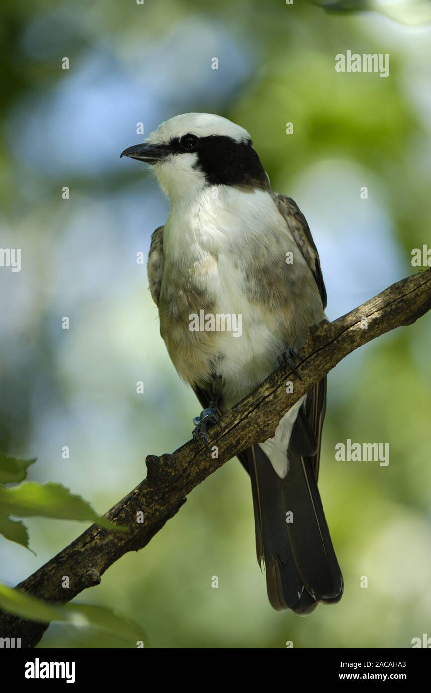 Eurocephalus anguitimens, bianco-crowned Shrike Foto Stock