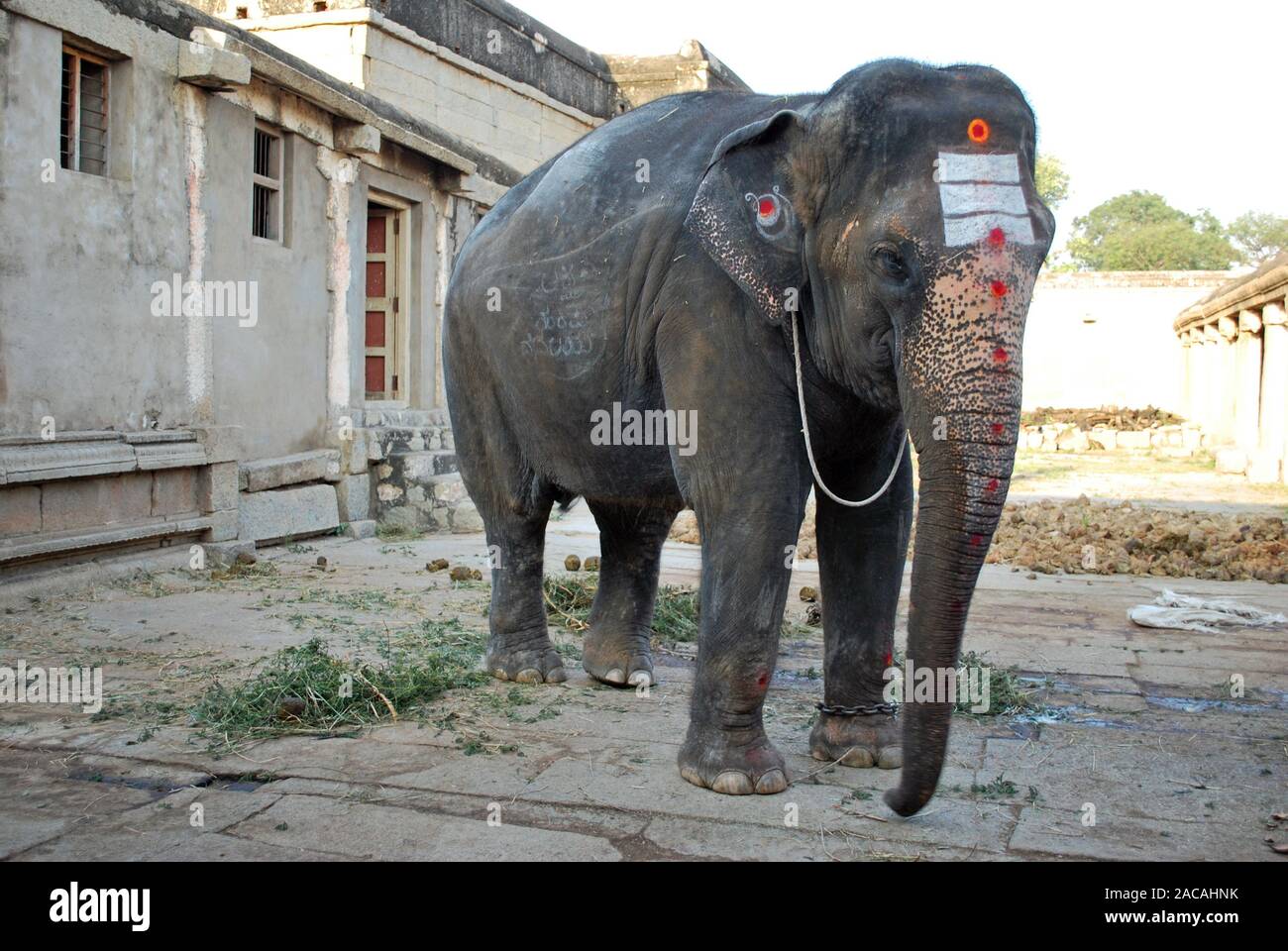 Dipinto di Elephant nel tempio, Hampi, Karnataka, India del Sud, Asia Foto Stock