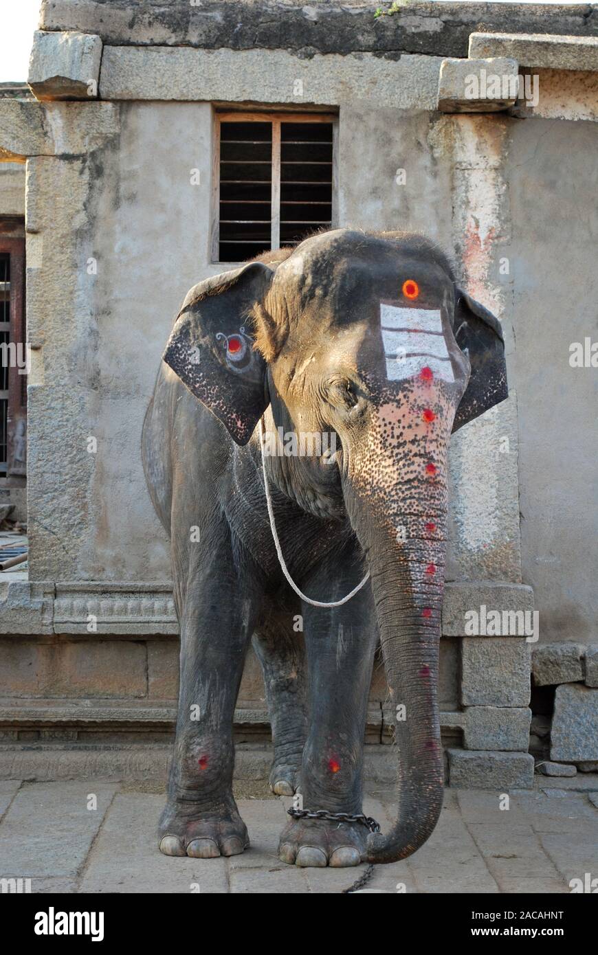 Dipinto di Elephant nel tempio, Hampi, Karnataka, India del Sud, Asia Foto Stock
