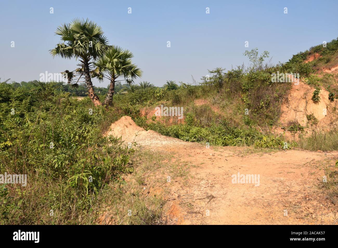 Anfratti Gangani presso la banca del fiume Shilabati o Shilai in Garbeta, West Bengal, India. Foto Stock