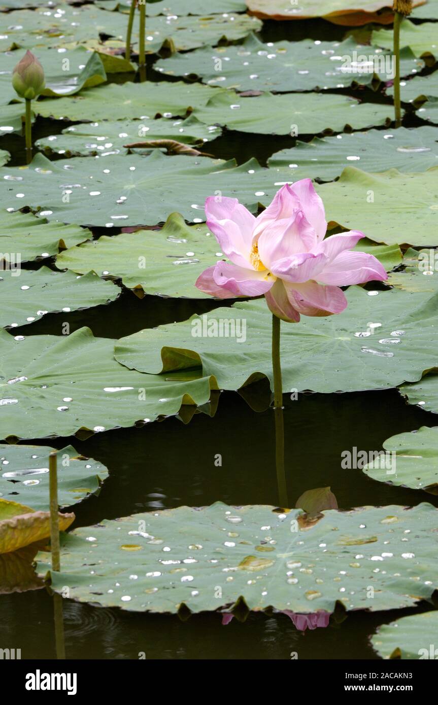 Lotusblume, Nelumbo nucifera, Thailandia Foto Stock