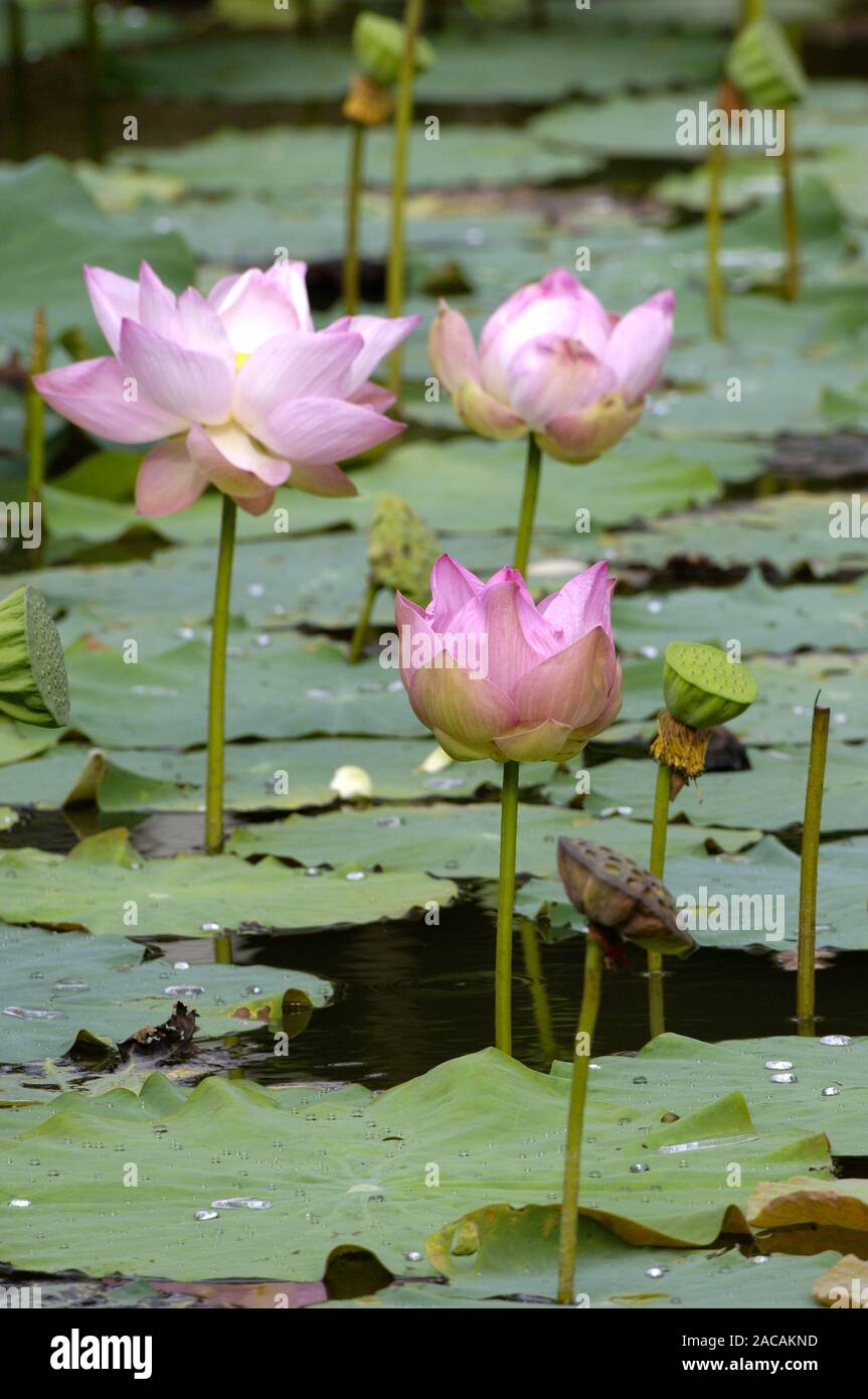 Lotusblume, Nelumbo nucifera, Thailandia Foto Stock