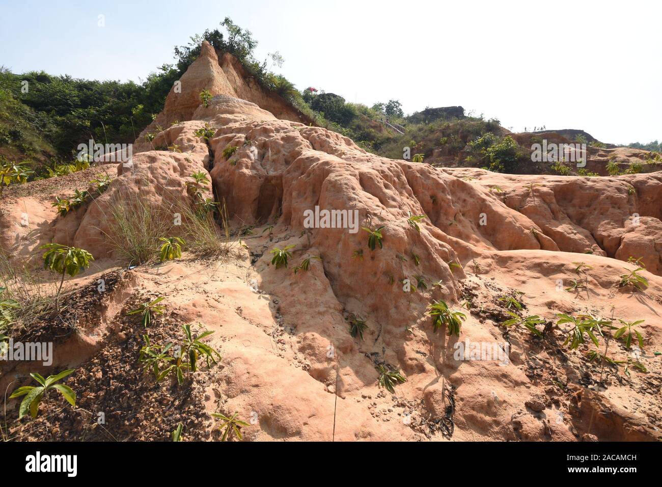 Anfratti Gangani presso la banca del fiume Shilabati o Shilai in Garbeta, West Bengal, India. Foto Stock