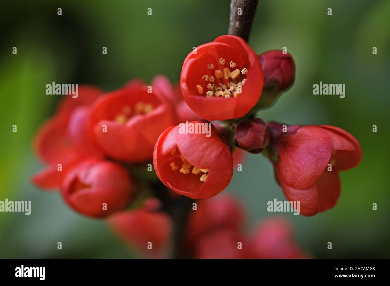 Giapponese cotogna ornamentali (Chaenomeles japonica) Foto Stock