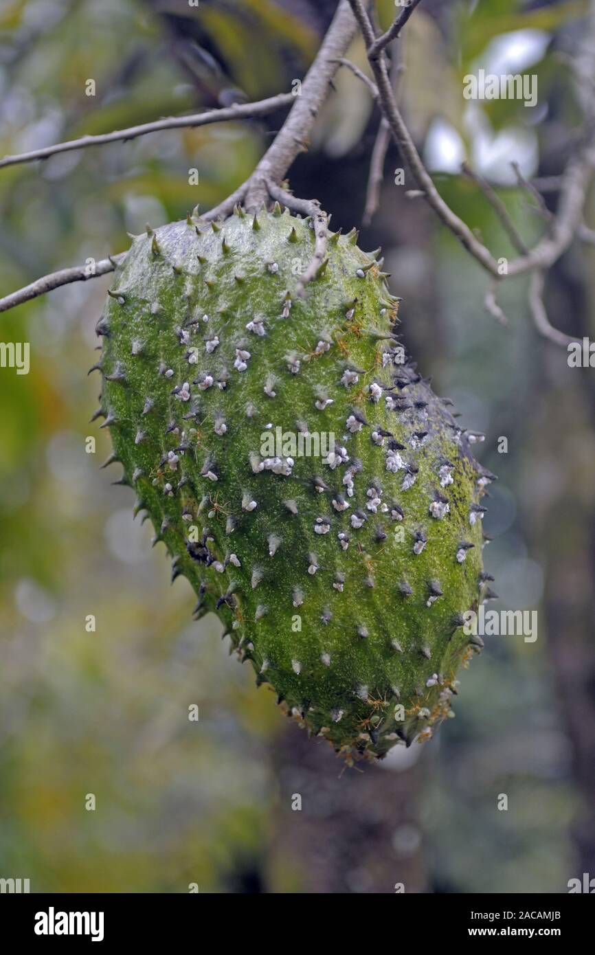 Frutta Durian, Durio zibenthus, fetore della frutta, sull albero, Daintree N Foto Stock