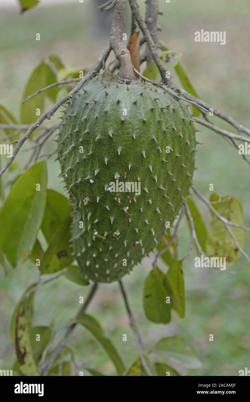 Frutta Durian, Durio zibenthus, fetore della frutta, sull albero, Daintree N Foto Stock