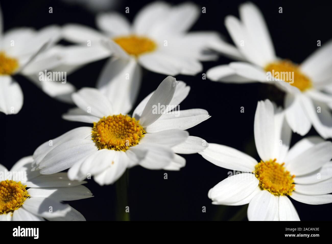Fiore di usura, Marguerite, Tanacetum corymbosum Foto Stock