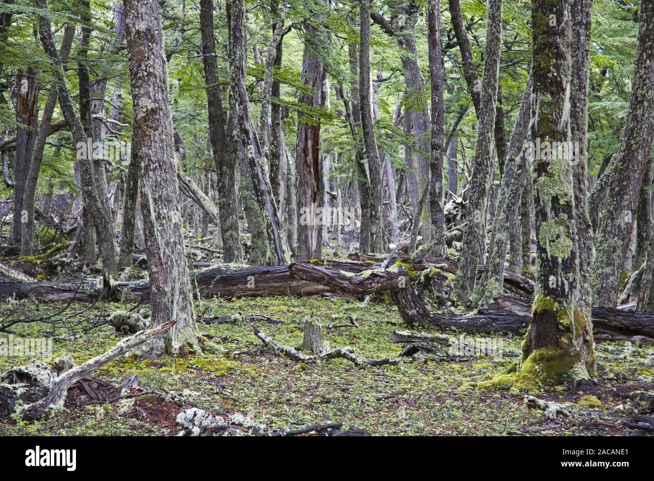 A sud del bosco di faggio (nothofagus) nella baia di Onelli, NP Los Glaciares, America del sud, sud faggi presso la baia di Onelli, Argentina Foto Stock