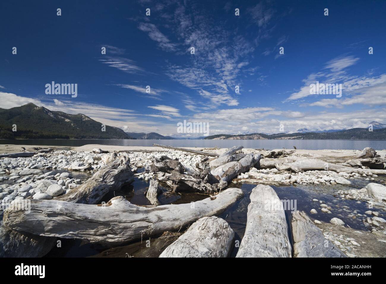 Baumstaemme am vedere Nahuel Huapi, Patagonien, Trunkw presso il lago Nahuel Huapi, Argentina Foto Stock