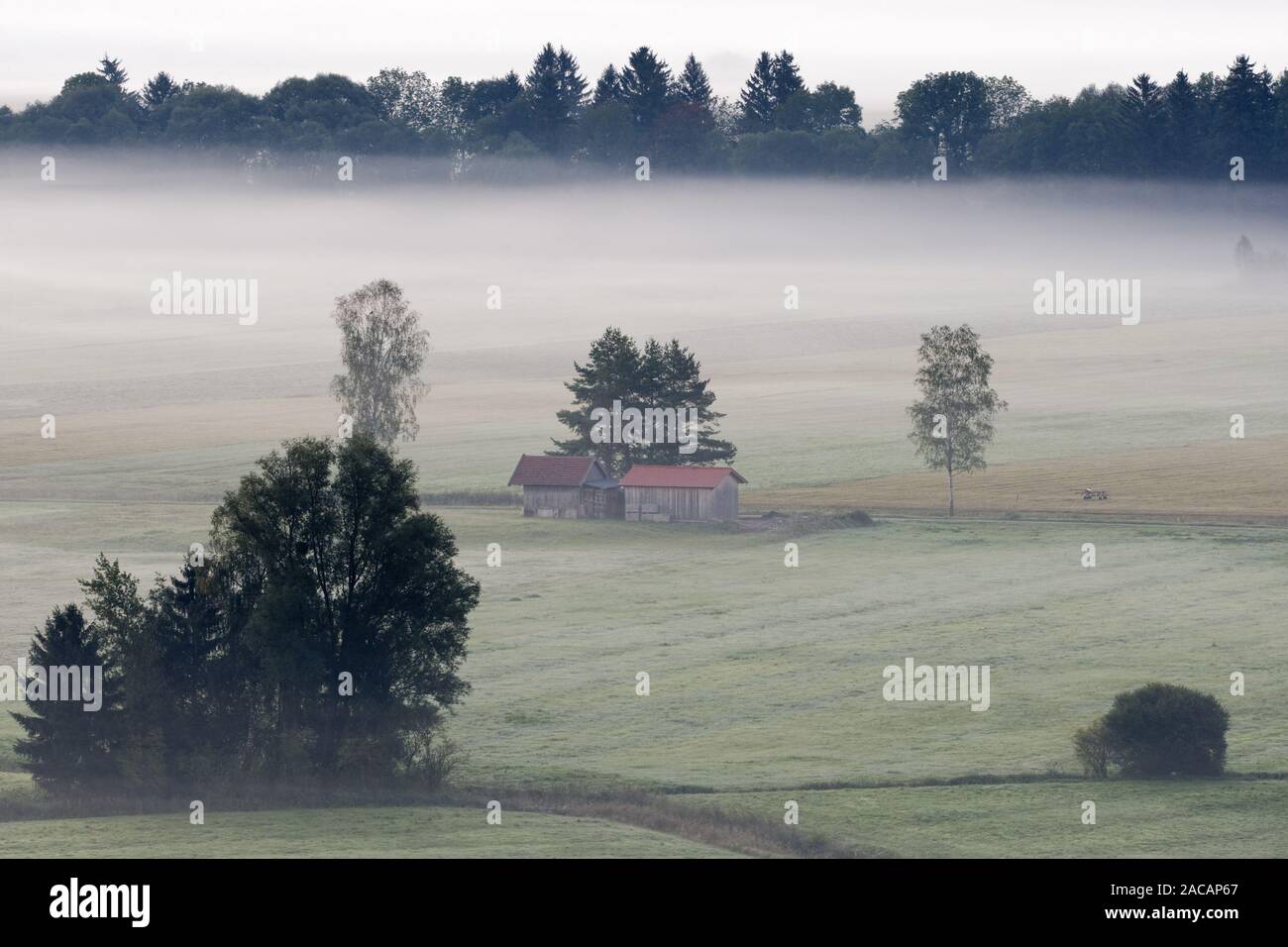 La nebbia paesaggio bavarese, pre-Alpi, Baviera, Germania Foto Stock