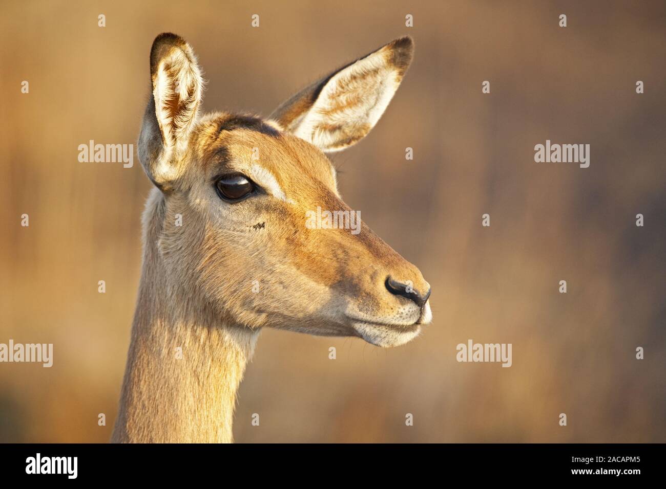 Impala antilope, Krueger National Park, Sud Africa Foto Stock