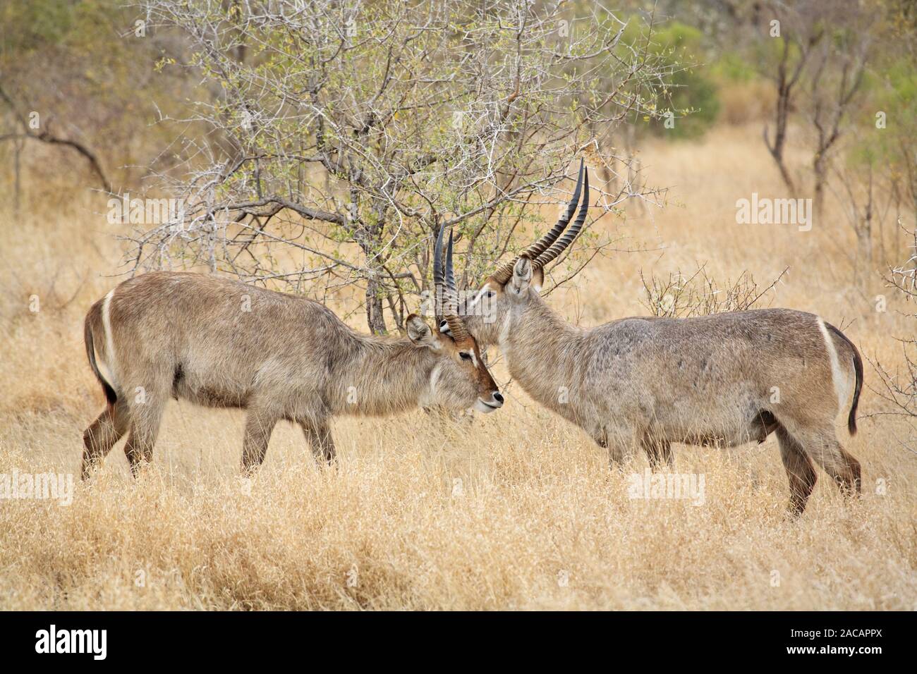 Combattimenti Waterbucks, Krueger National Park, Sud Africa Foto Stock