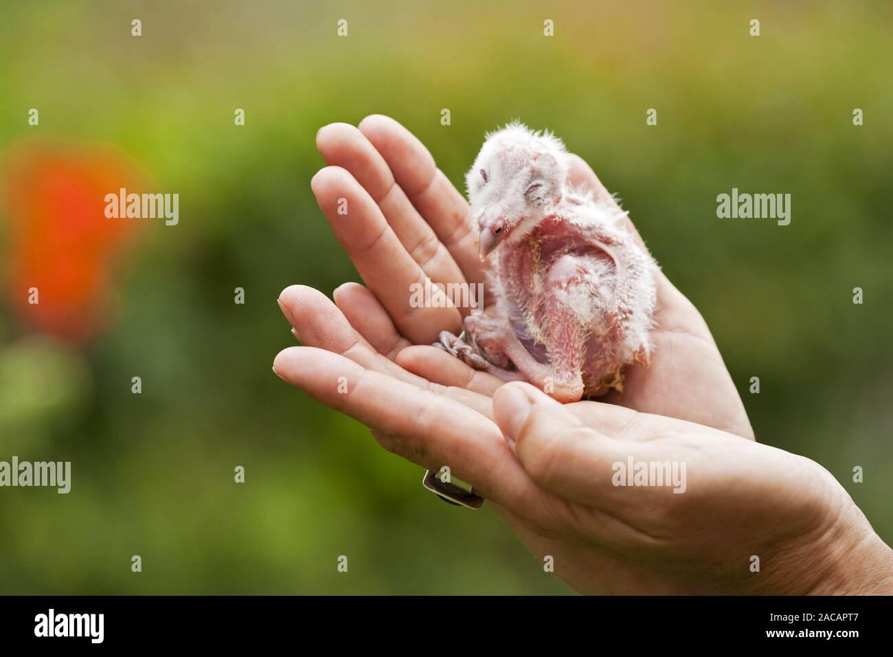 Eulen Baby in einer mano, Botswana, Afrika, owlet in mano mans, Africa Foto Stock