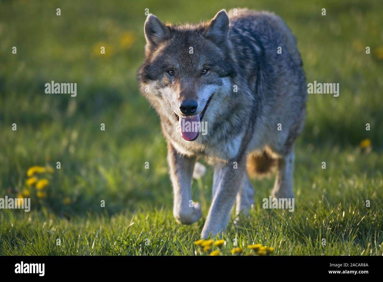 Unione lupo (Canis lupus lupus) Foto Stock