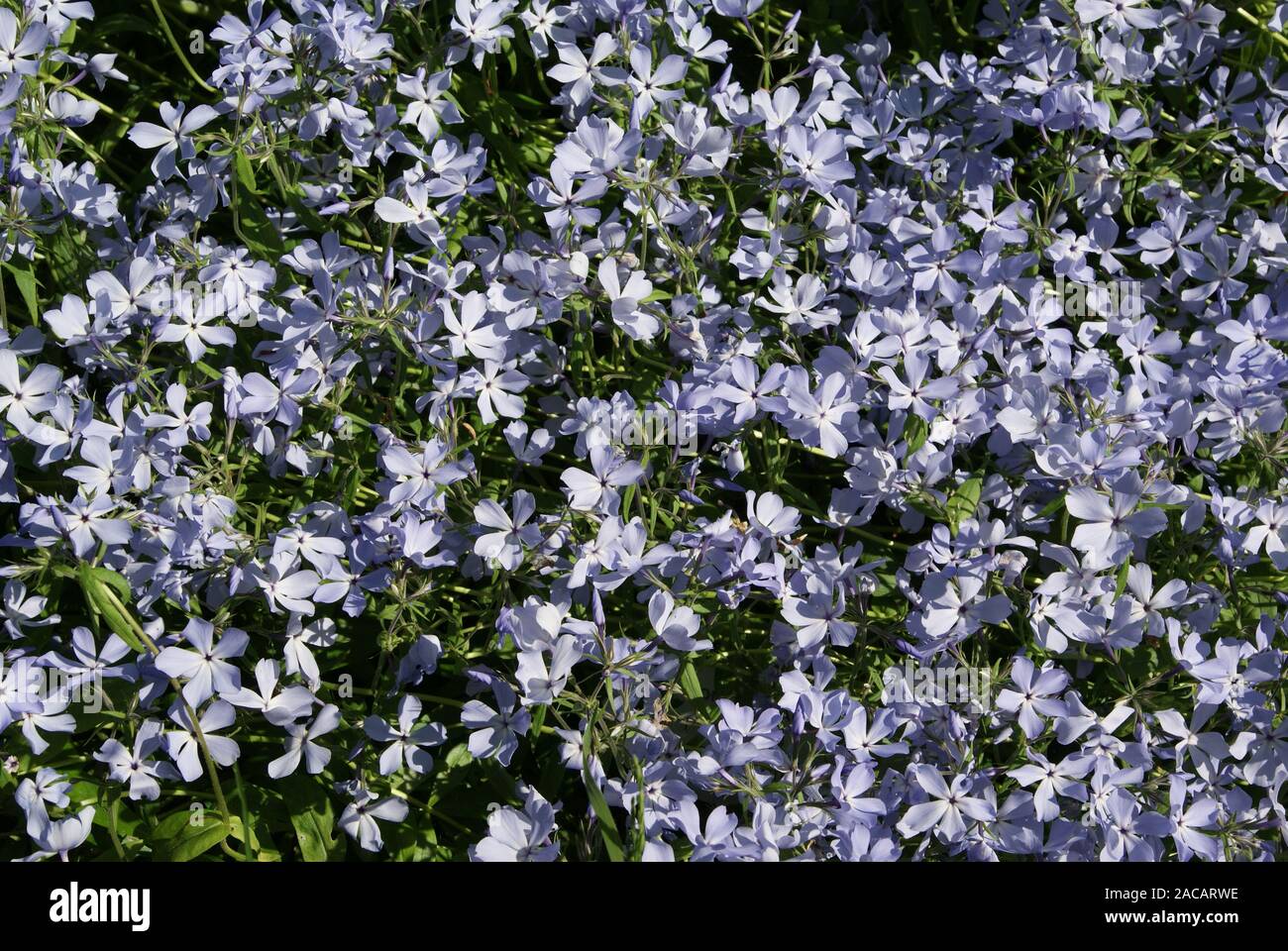 Phlox divaricata, Phlox dello spargipula Foto Stock