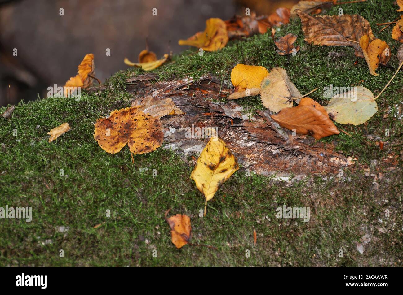 Tronco di albero autunno Foto Stock