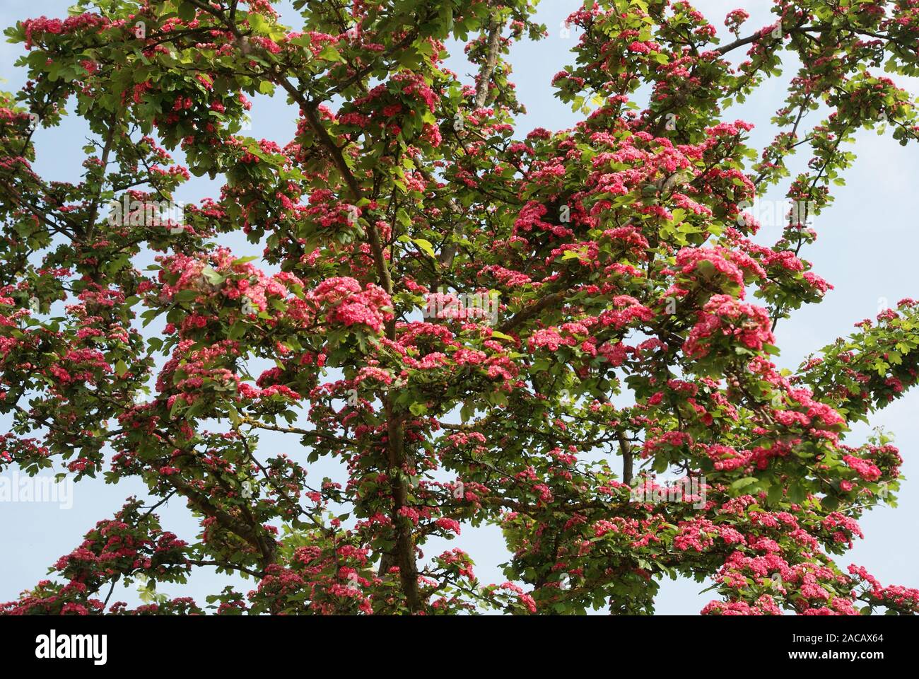 Crataegus laevigata Pauls Scarlet, Rotdorn, biancospino Foto Stock