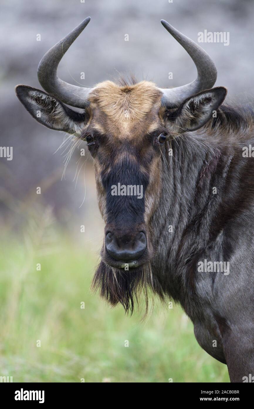 Whiskered GNU, (Connochaetes taurinus), Wildbeest blu Foto Stock