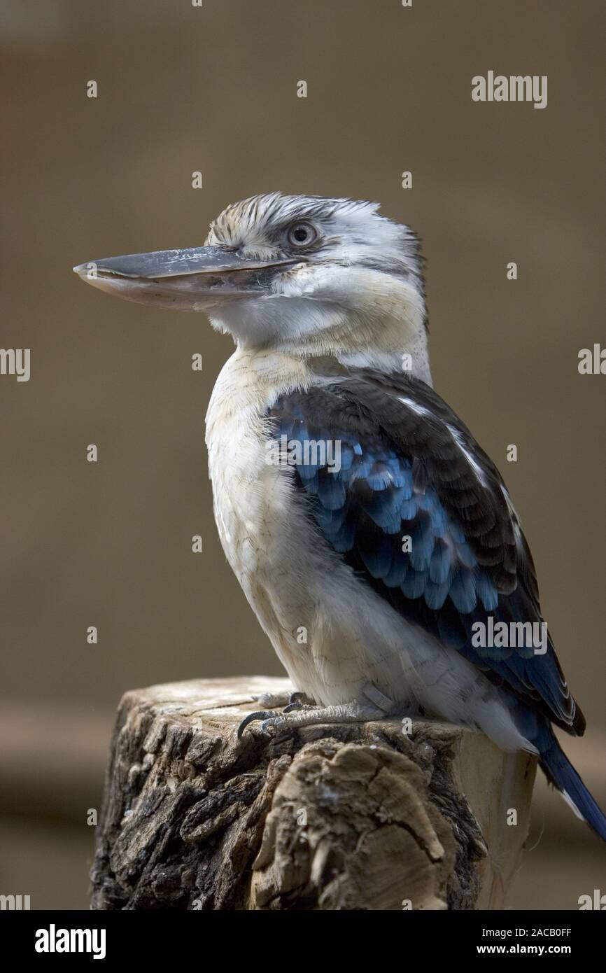 Blu-winged Cookaburra, ridendo Hans, Dacelo leachii, Blu-winged kookaburra Foto Stock