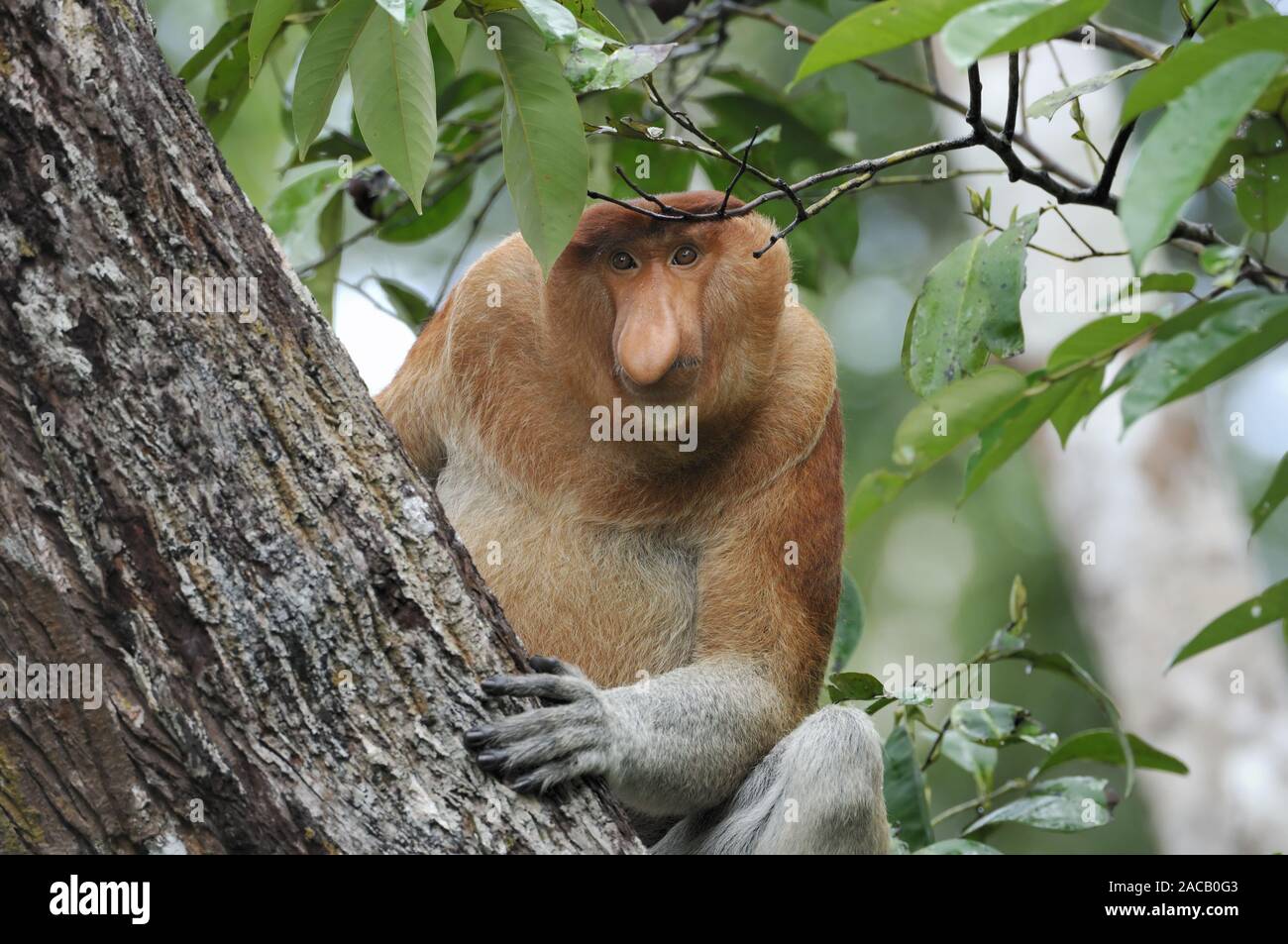 Scimmia nasale maschio / proboscide Monkey / Nasalis larvatus Foto Stock