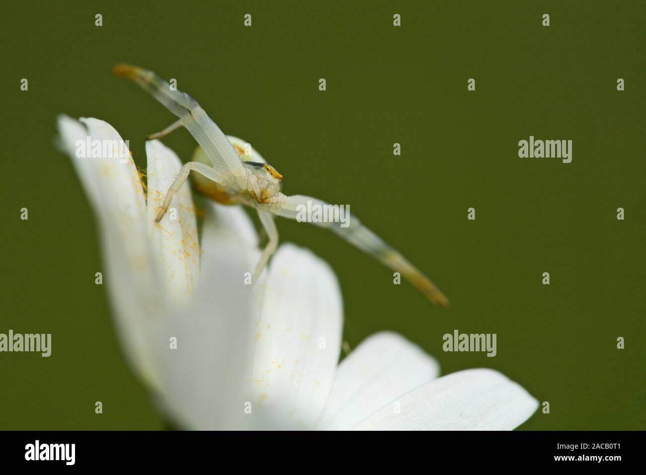 Modifica di ragno granchio, femmina, Misumena vatia, spider, margherite, Leucanthemum vulagre, Marguerite Foto Stock