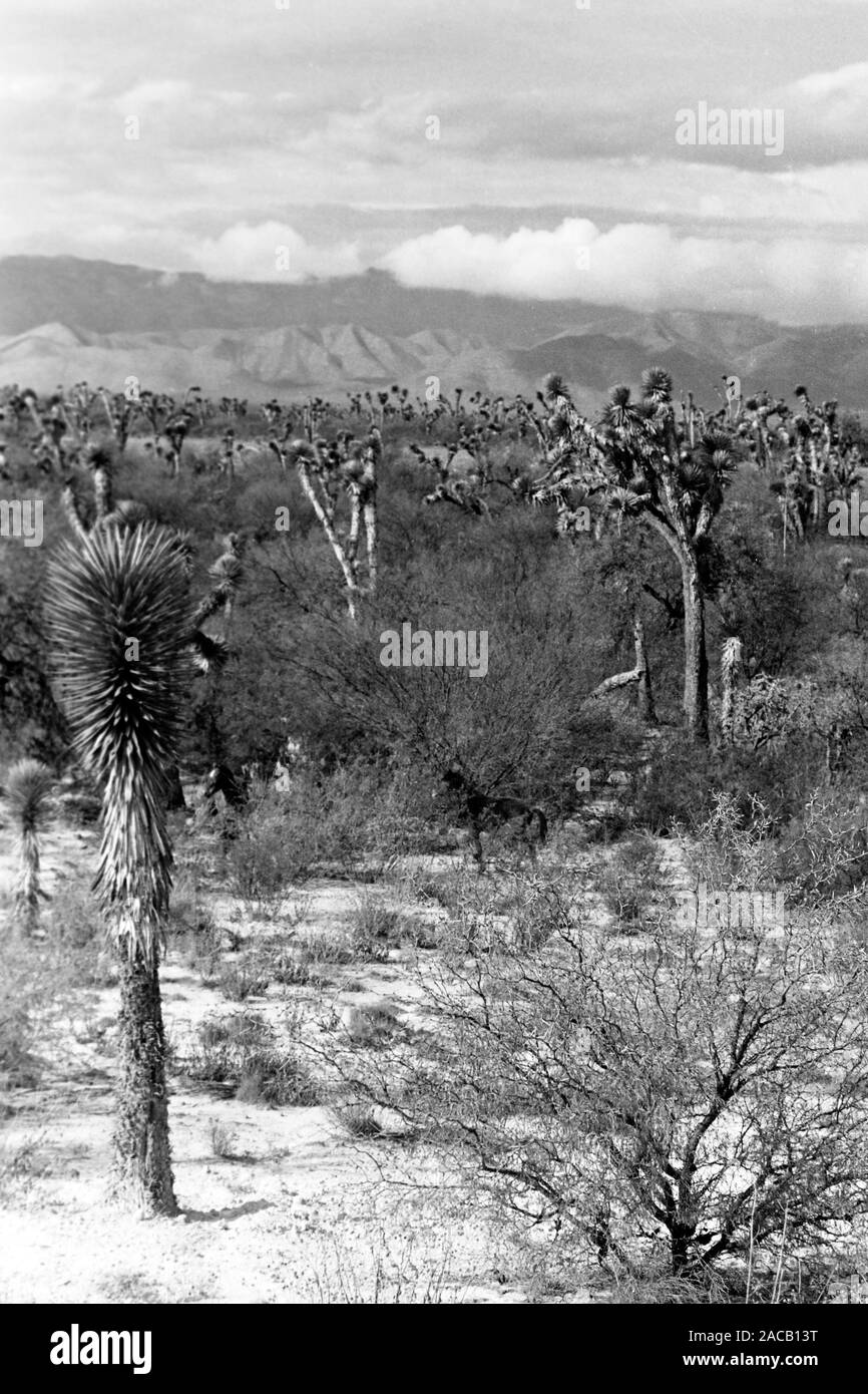 Vor Josuabäume Sierra Madre, 1963. Alberi di Joshua ai piedi della Sierra Madre, 1963. Foto Stock