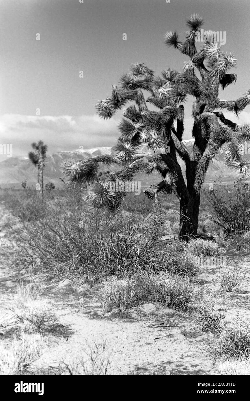 Reise durch Kalifornien, 1962. Viaggiando in California, 1962. Foto Stock