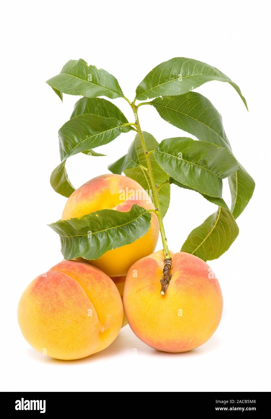 pesche fresche Foto Stock