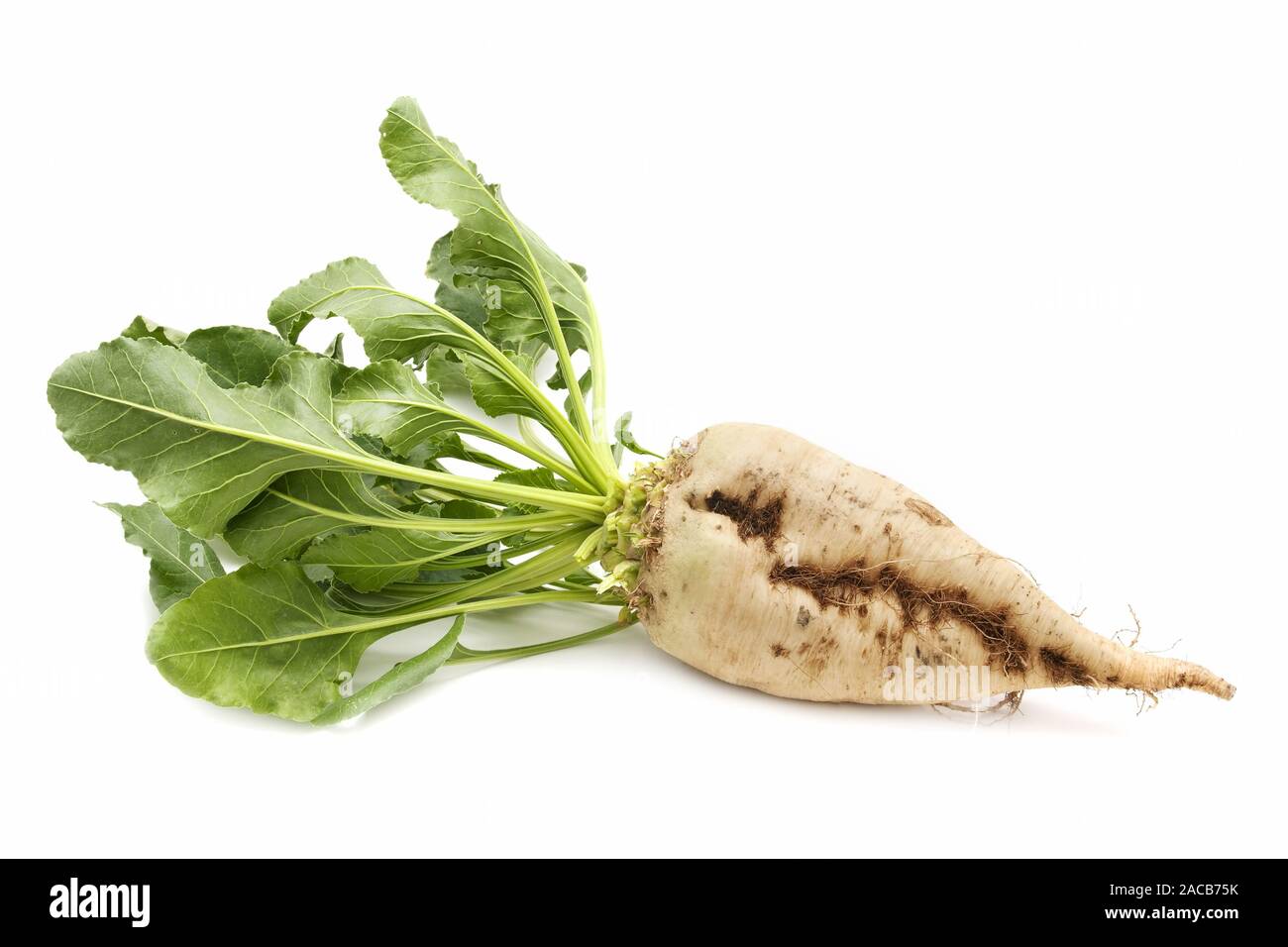 barbabietola da zucchero Foto Stock