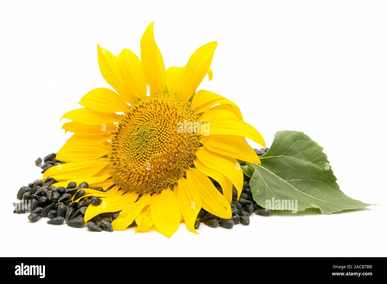 olio di girasole Foto Stock