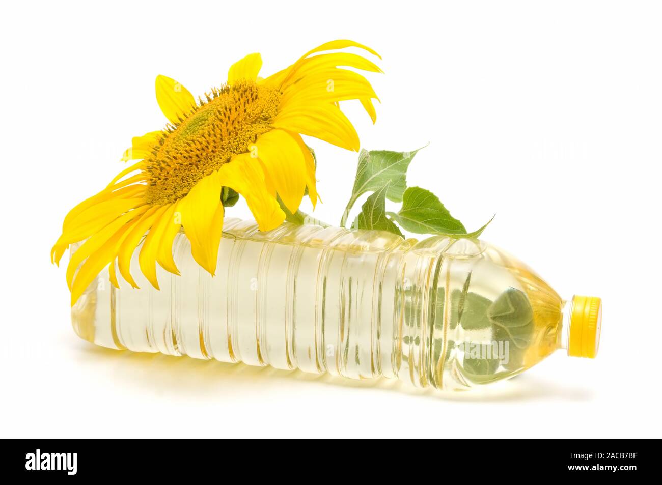 olio di girasole Foto Stock