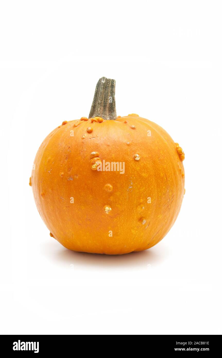 Zucche ecologico Foto Stock