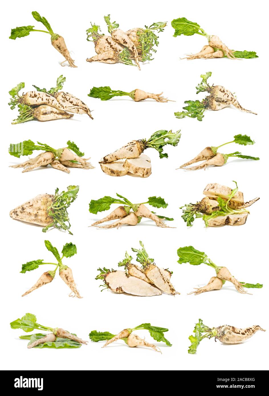 barbabietola da zucchero Foto Stock