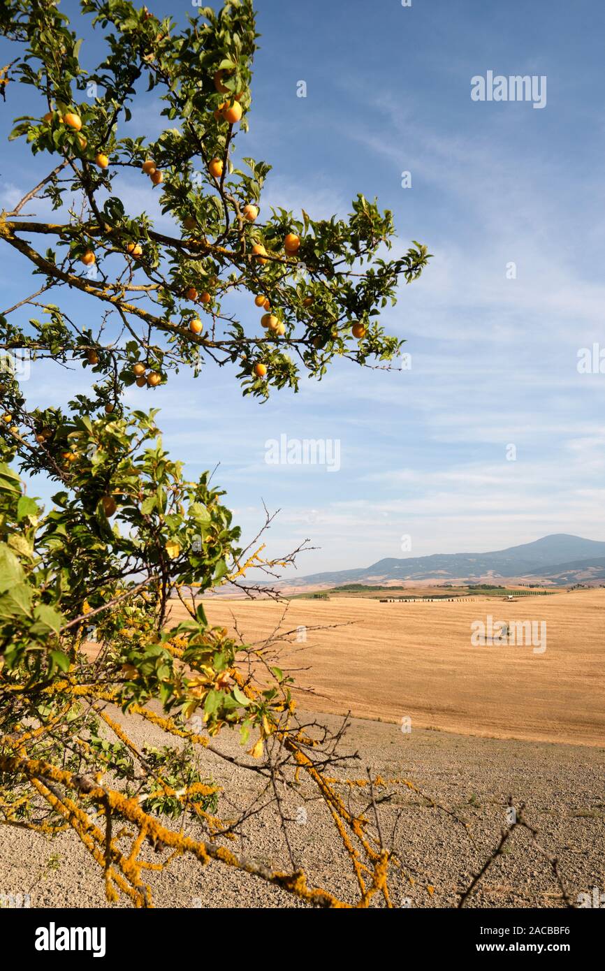 L'estate rurale terreno agricolo coltivabile paesaggio di campagna della Val d'Orcia vicino a Pienza Toscana Italia Europa - Crete Senesi Foto Stock