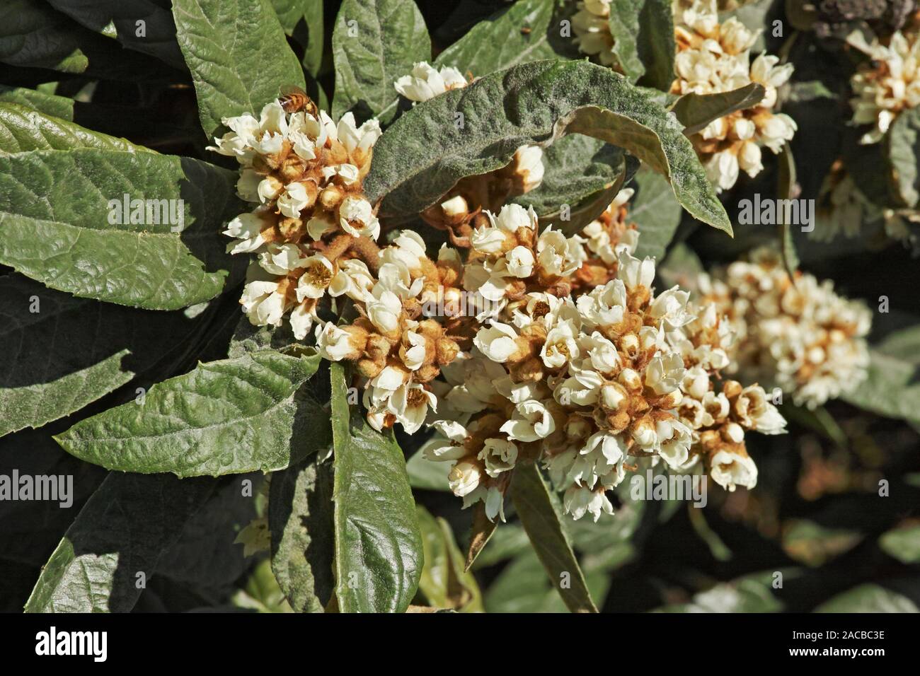 Dettaglio dei fiori e delle foglie di albero di Nespole del Giappone Foto Stock