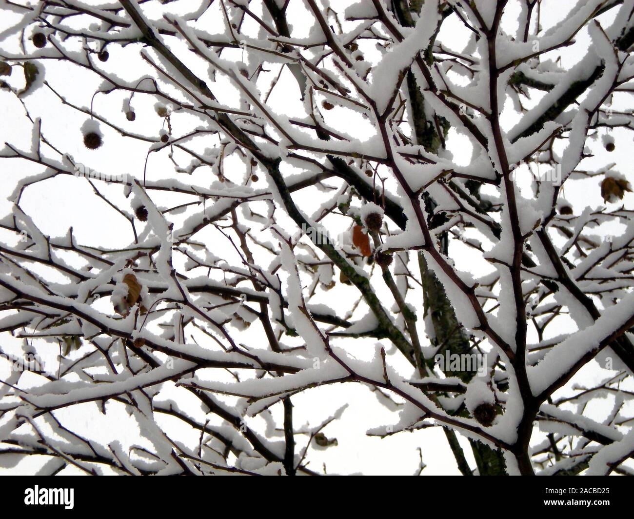 Close up su strade coperte di neve a rami di alberi Foto Stock