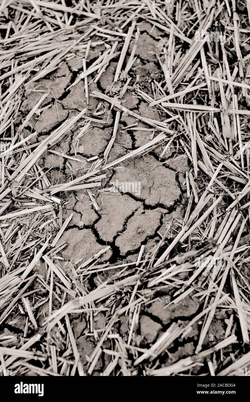 Un guasto alla coltivazione di seminativi dello sfondo dei campi a secco con suolo incrinato e morti i residui di raccolto non riuscita - agricoltura - la siccità sfondo B/W Foto Stock