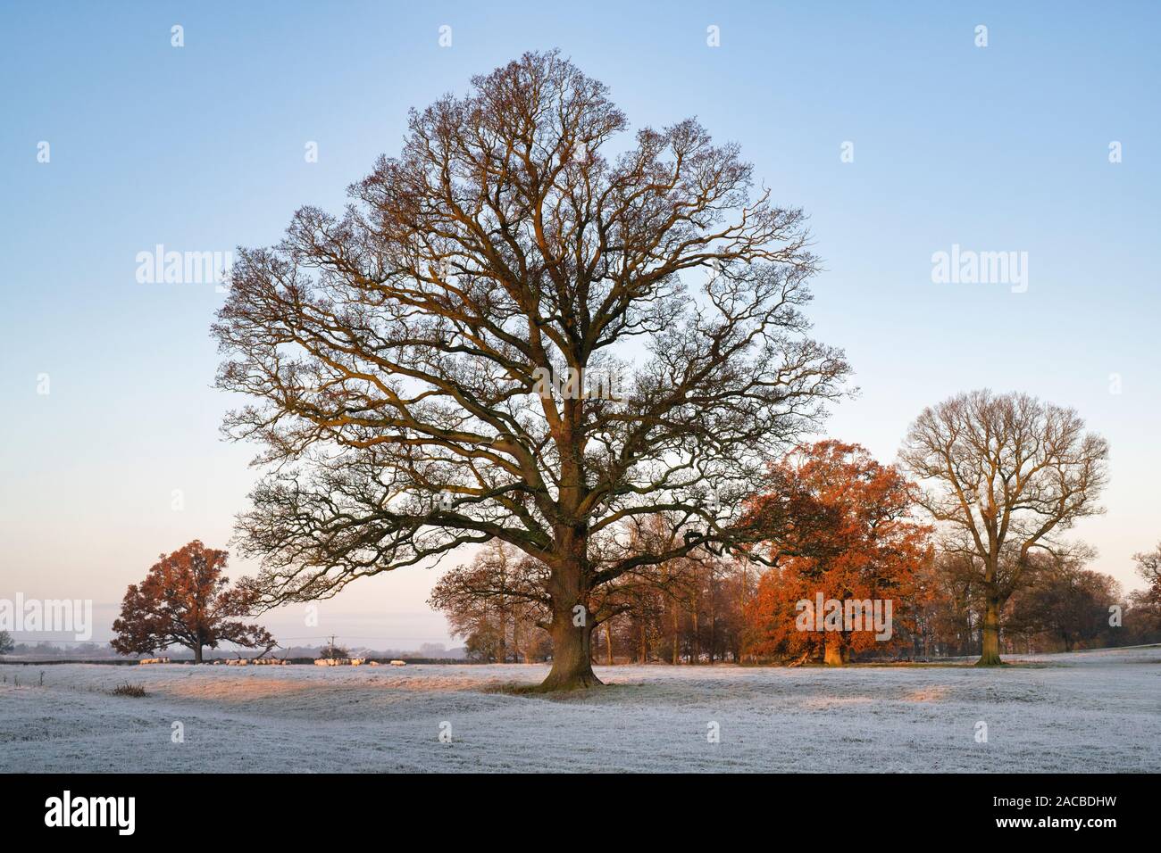 Quercus robur. Albero di quercia nel gelo invernale nella campagna inglese. Kings Sutton, Northamptonshire. Regno Unito Foto Stock