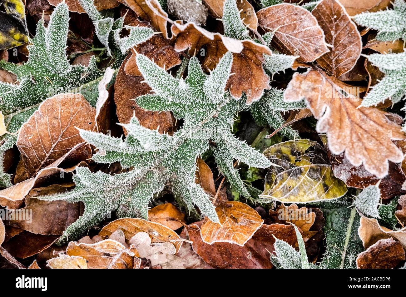 Congelati piante e foglie sul suolo della foresta, Germania, Europa occidentale Foto Stock