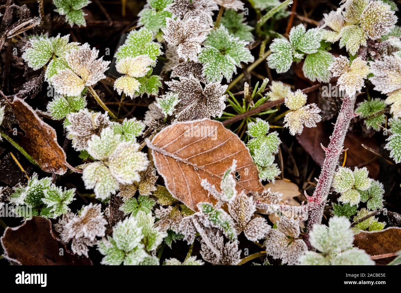 Congelati piante e foglie sul suolo della foresta, Germania, Europa occidentale Foto Stock