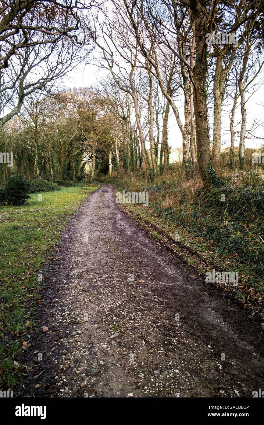 Un sentiero fangoso nei boschi Colan, i motivi della storica Abete Hill Manor in Parrocchia Colan in Newquay in Cornovaglia. Foto Stock