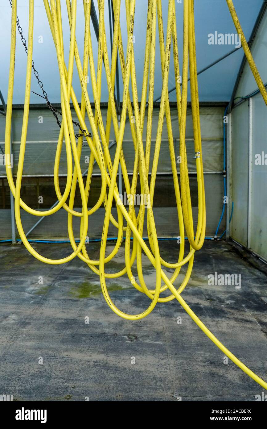 Boccole del tubo flessibile giallo appeso all'interno di un tunnel di poli in un giardino centro per l'infanzia. Foto Stock