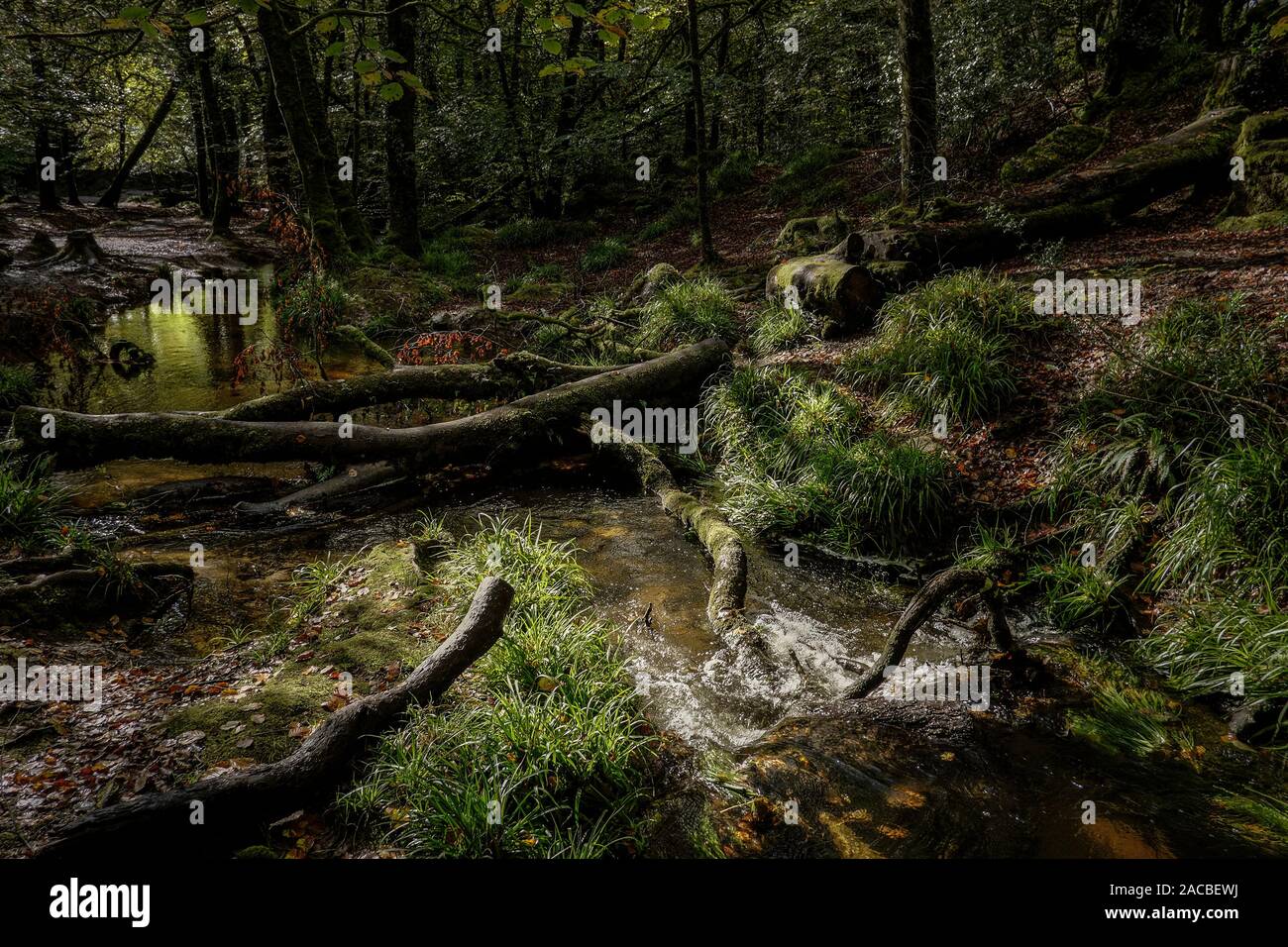 Il fiume Fowey fluente attraverso l'antico bosco di querce di legno Draynes a Golitha Falls in Cornovaglia. Foto Stock