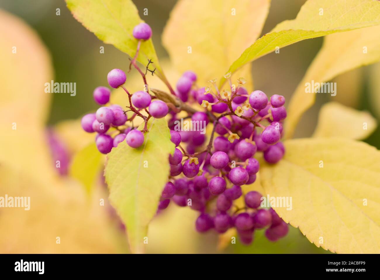 Giapponese (beautyberry callicarpa japonica) in autunno, visto al Giardino Botanico Berlin-Dahlem Foto Stock