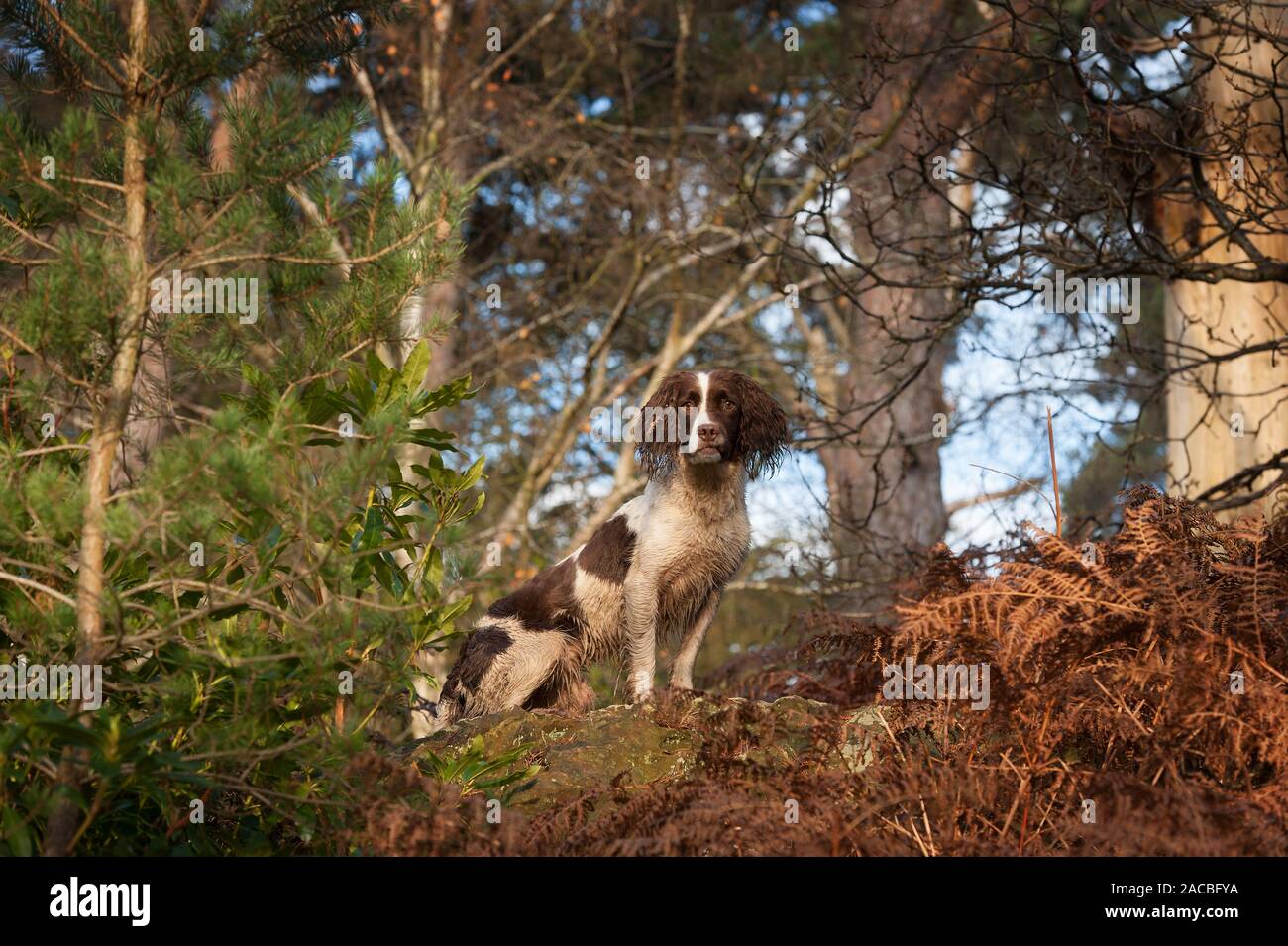 Springer Spaniel Foto Stock