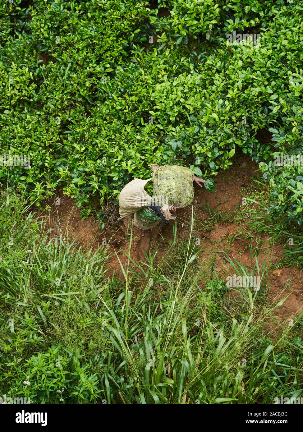 Una piantagione di tè lavoratore svolge sacchi su una ripida collina in Ella, Sri Lanka Foto Stock