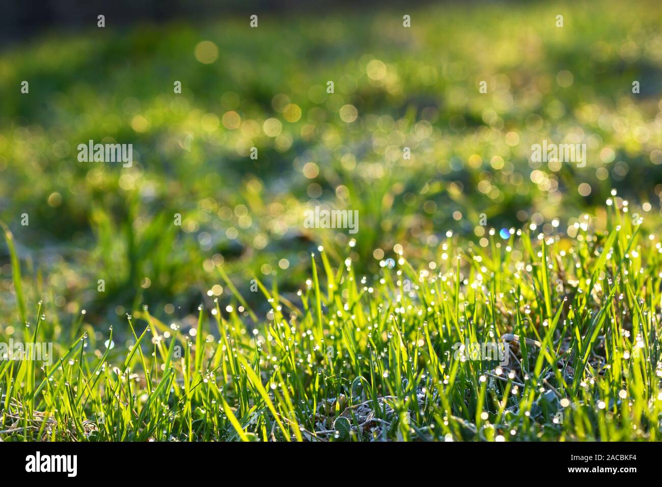 Gocce di rugiada vicino fino a Erba Foto Stock